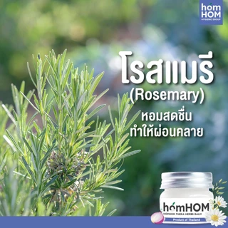 HomHom หอมหอม เทอรา เฮิร์บ บาล์ม 20 กรัม (ยูคาลิปตัส หอมแดง กลิ่นคาโมมายล์ โรสแมรี่)