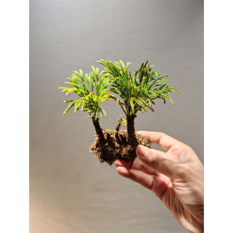 ดอกหินเวียดนาม จัดตู้ระบบชื้น ระบบปิด Terrarium Selaginella tamariscina