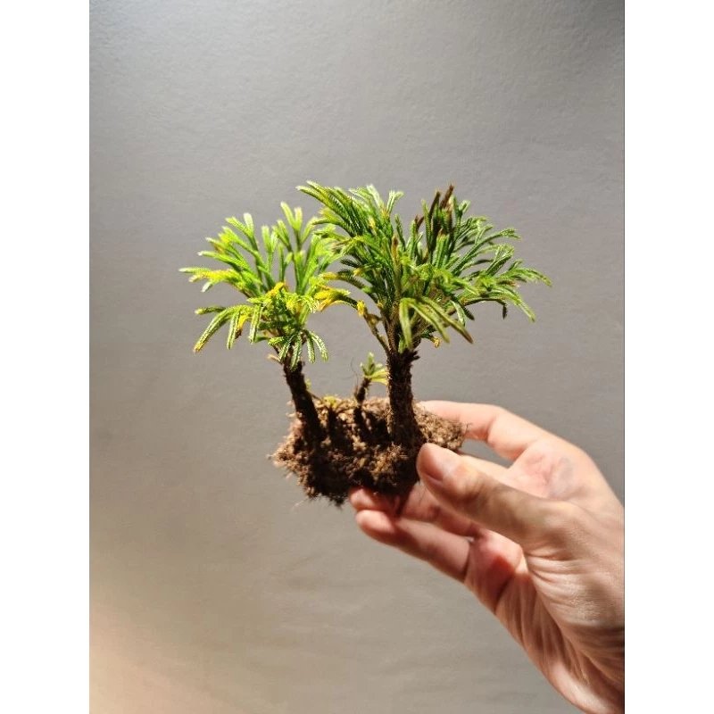 ดอกหินเวียดนาม จัดตู้ระบบชื้น ระบบปิด Terrarium Selaginella tamariscina