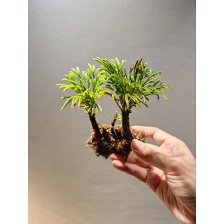 ดอกหินเวียดนาม จัดตู้ระบบชื้น ระบบปิด Terrarium Selaginella tamariscina
