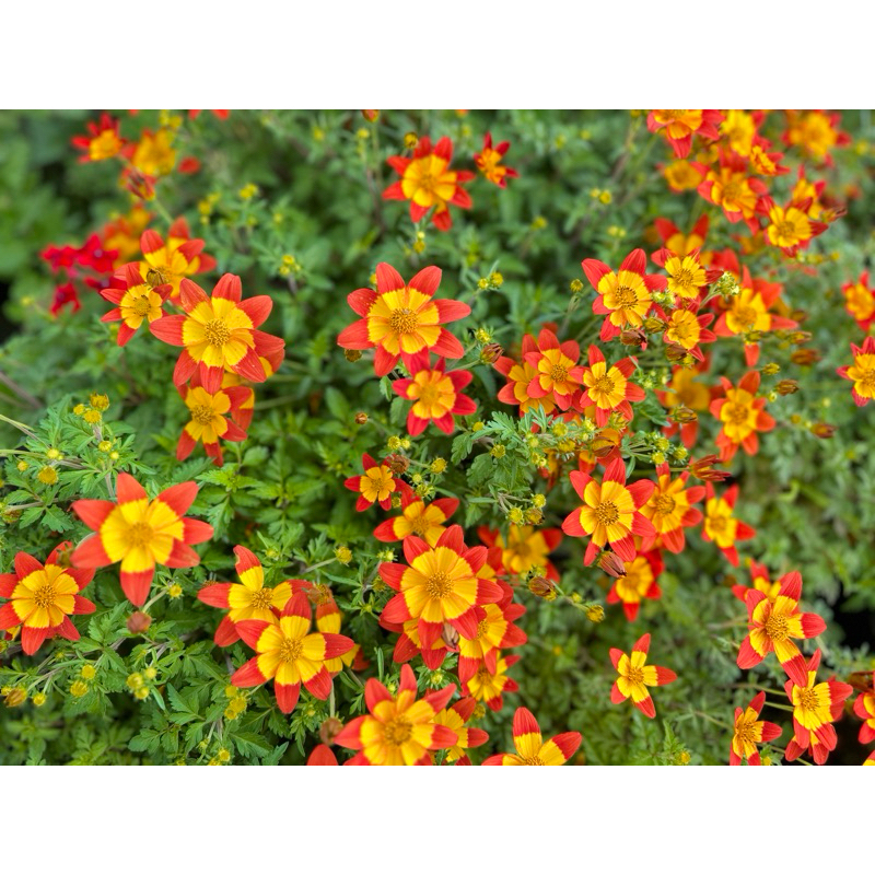 ไบเด้น เอลโดโร่  "Bidens Eldoro Red nails //  แบบถุงดำ // ดอกไม้กินได้ Edible flower