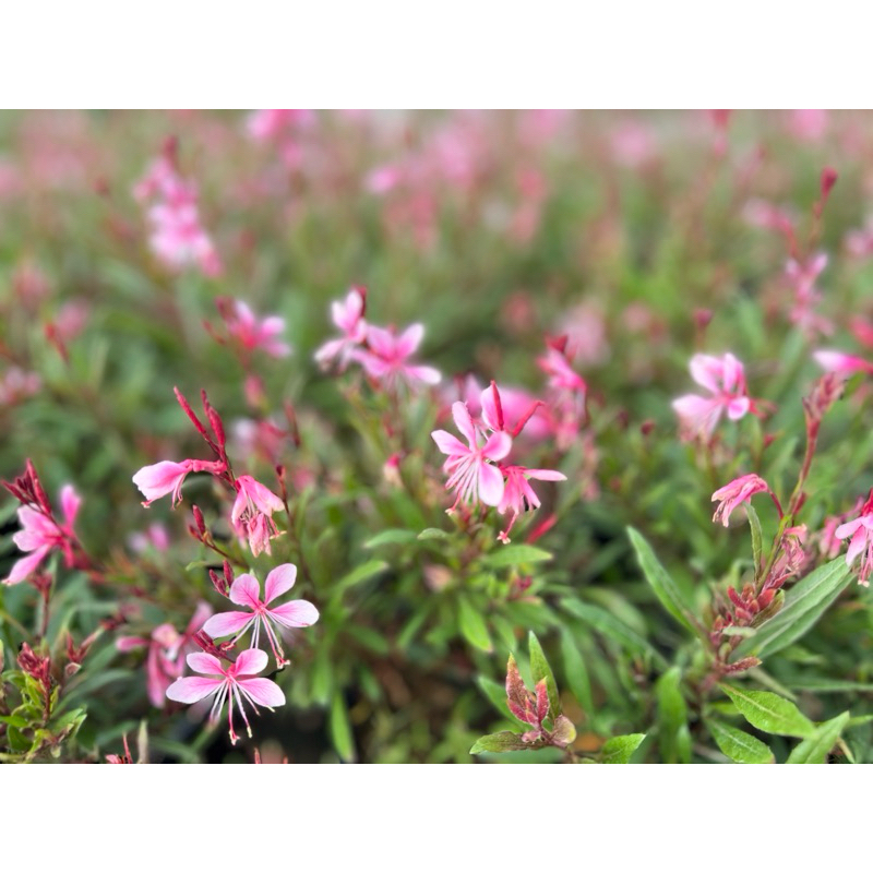 หญ้าฟรุ้งฟริ้ง แบบถุงดำ // ดอกไม้กินได้ Edible flower