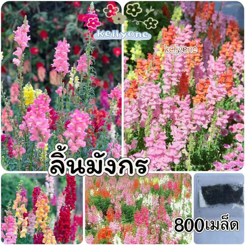 เมล็ดดอกลิ้นมังกร 800 เมล็ด
