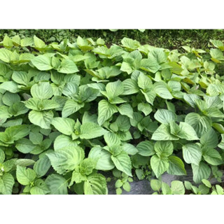 ใบงาเกาหลีปลอดสารเคมีจำนวน50ใบ