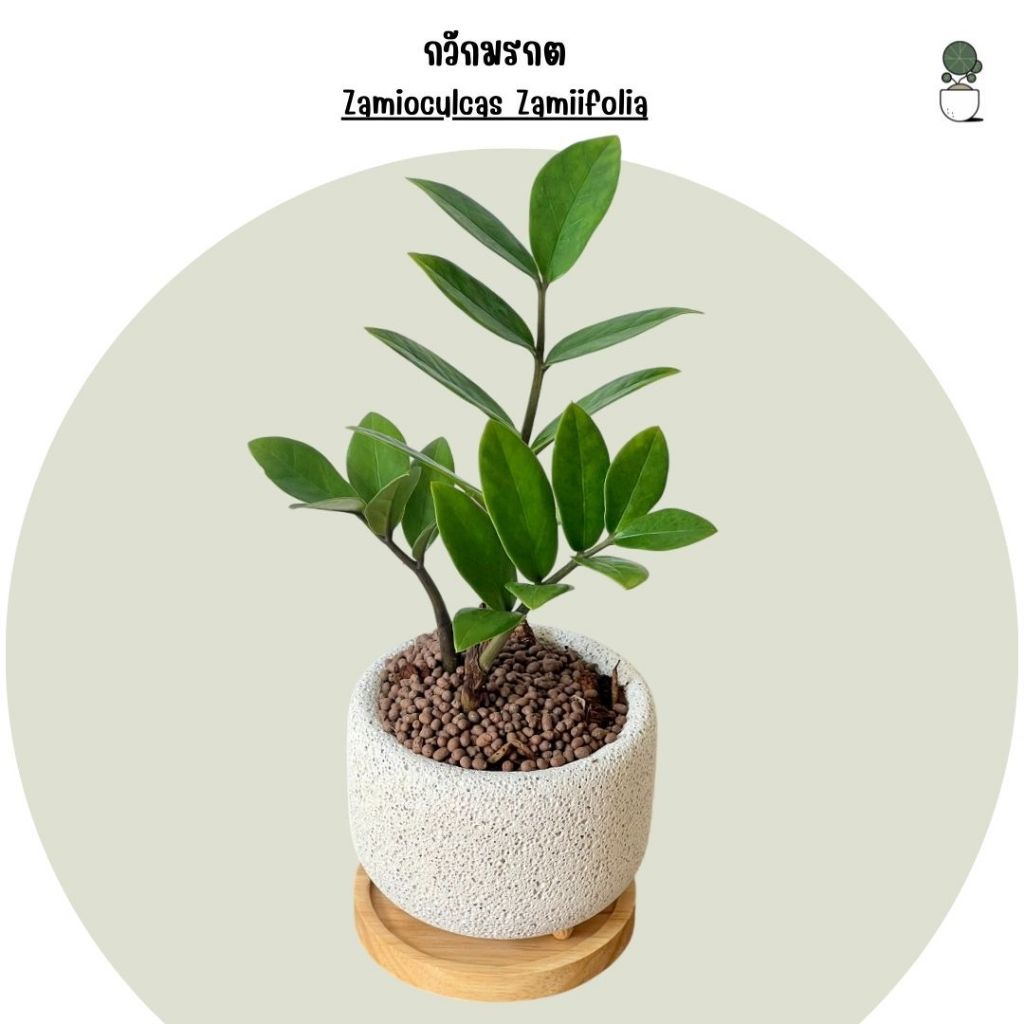 กวักมรกต ZZ Plant ไม้มงคลพร้อมกระถางอิฐมวลเบา + จานรองไม้ กวักมรกต ไม้ปลูกในบ้าน ไม้ฟอกอากาศ ดูแลง่าย