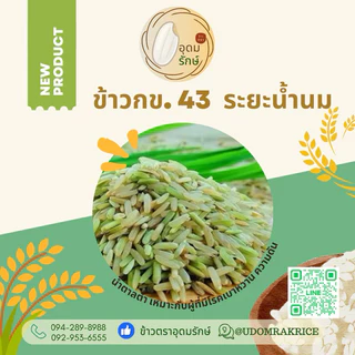 ข้าวตราอุดมรักษ์ ข้าวกล้องกข 43 ระยะน้ำนม น้ำตาลต่ำ (1กก) ผู้ป่วยเบาหวานทานได้ ไร้สารกันมอด
