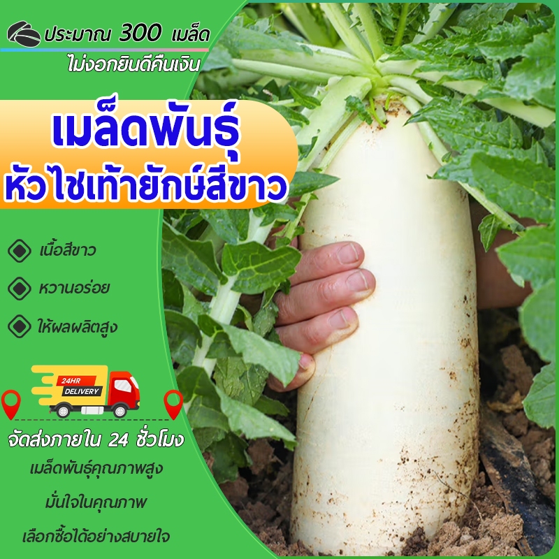 300 เมล็ด เมล็ดพันธุ์ หัวไชเท้าผักกาดหัว หัวใหญ่หัวไชเท้าญี่ปุ่น เมล็ดพันธุ์แท้ นำเข้าจากต่างประเทศ