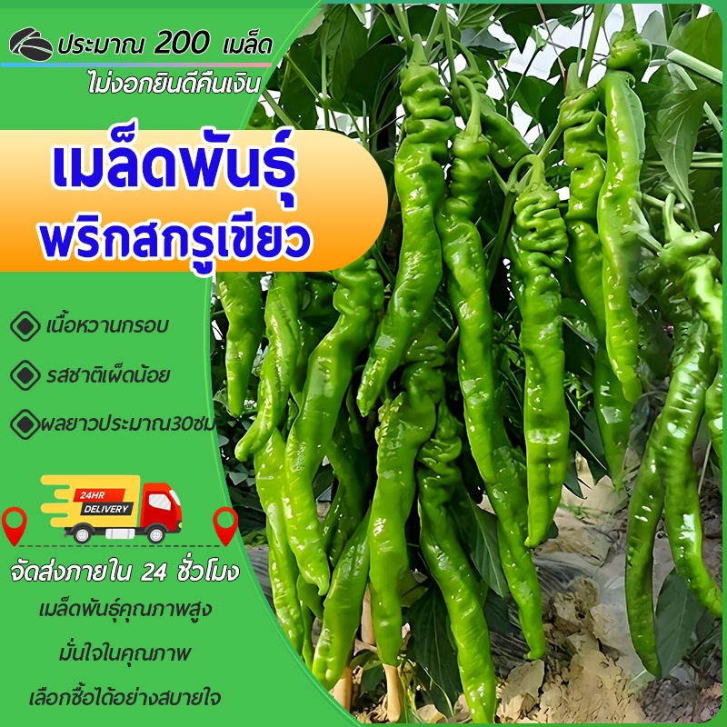 200เมล็ด เมล็ดพันธุ์พริกสกรูพริกย่น พริกสกรูจีนประมาณในบรรจุภัณฑ์เดิมโตเร็วนำเข้าจากต่างประเทศ