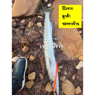 ส่งเร็ว ส่งไว เหยื่อตกปลาสาก เหยื่อปลอมเหยื่อในตำนาน เหยื่อปลาไหลมอเรย์ ปลาไหลซิ่ง มีผลงานการันตีคุณภาพ เฉี่ยวเป็นติด