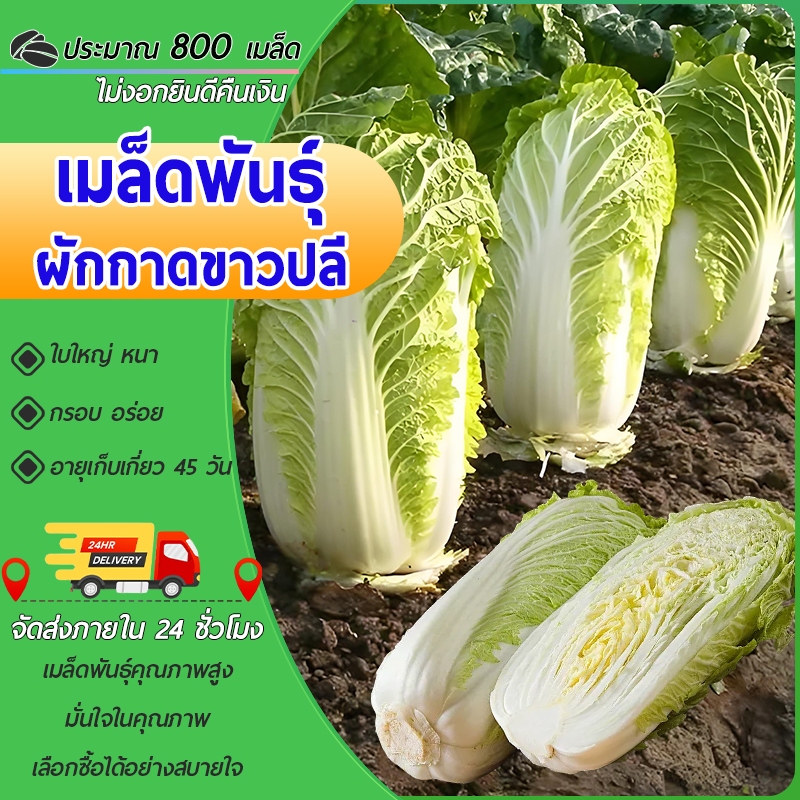 ยักษ์ เมล็ดผักกาดขาวซานตง เมล็ดดั้งเดิมประมาณ 1,000 เมล็ด