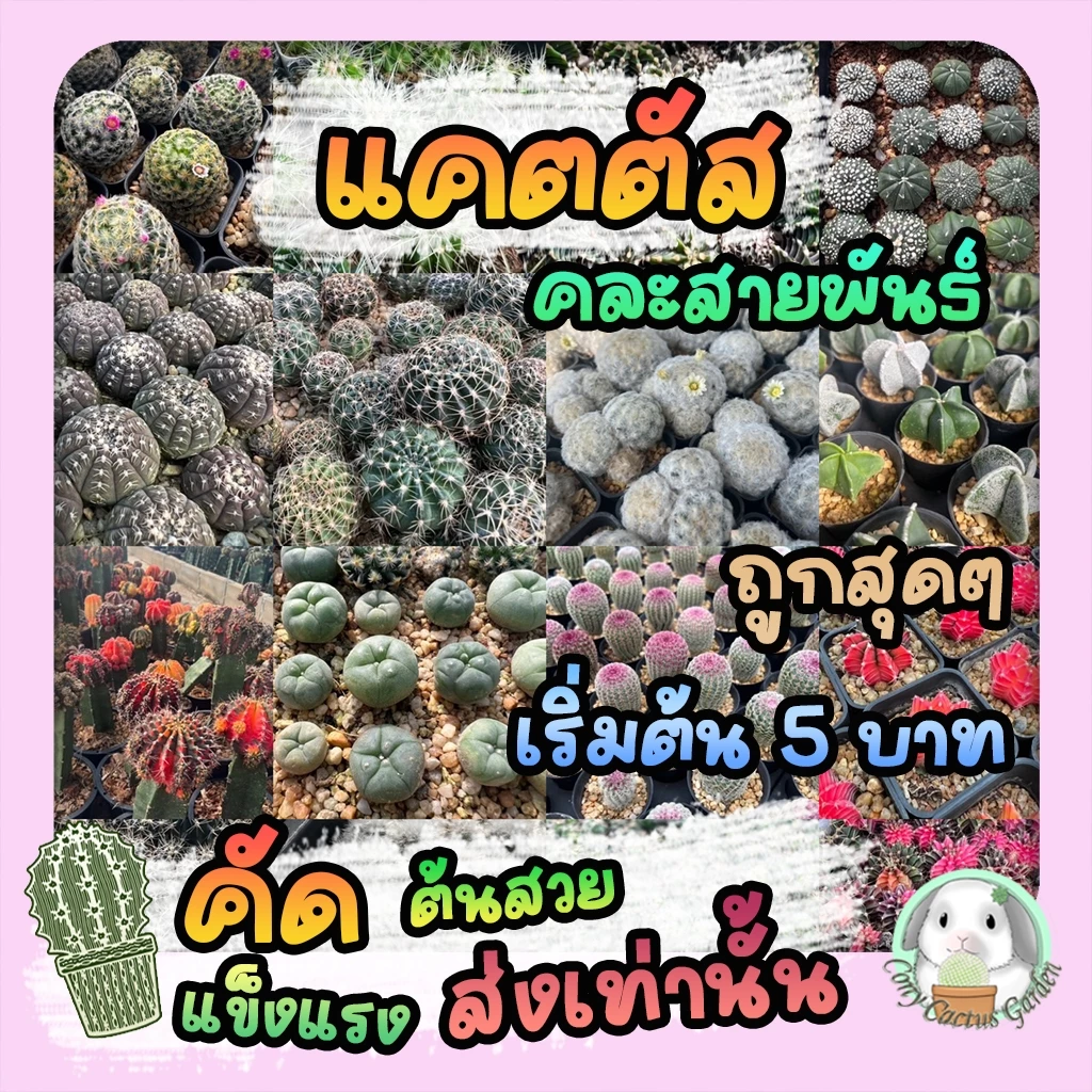 แคคตัส เริ่ม5บาท คละสายพันธ์ สวย แข็งแรง BY CONY CACTUS - ต้นกระบองเพชร ราคาถูก🌵ต้นแคคตัส❤️