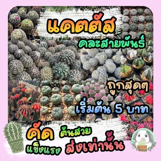 แคคตัส เริ่ม5บาท คละสายพันธ์ สวย แข็งแรง BY CONY CACTUS - ต้นกระบองเพชร ราคาถูก🌵ต้นแคคตัส❤️