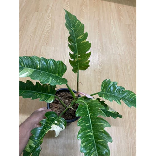 ต้นฟิโลเดนดรอนใบเลื่อยด่าง Philo.Ring of fire Variegated. ไม้ฝอกอากาศ กระถาง8”