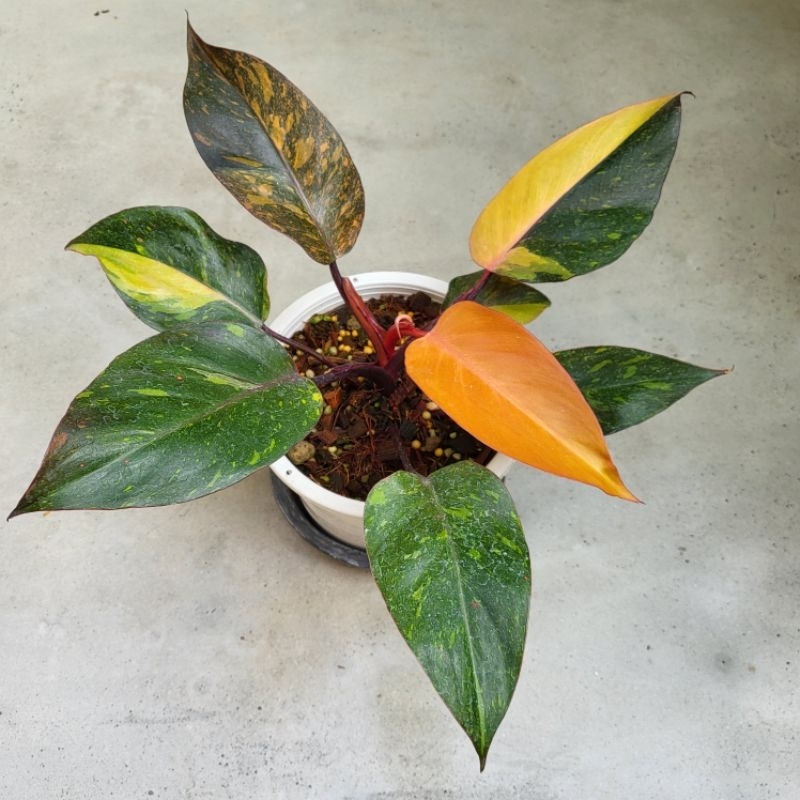 Philodendron Orange Princess Variegated ฟิโลเดนดรอน ออเร้นจ์ ปริ้นเซส จัดส่งพร้อมกระถางค่ะ