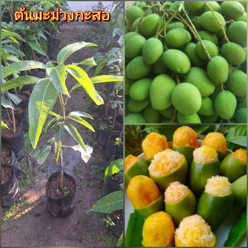 ต้นมะม่วงกะสอ หรือ มะม่วงกะล่อน เป็นมะม่วงพันธุ์โบราณ หายาก ต้นที่ส่งสูง 60-70ซม.ต้นพันธุ์เสียบยอด