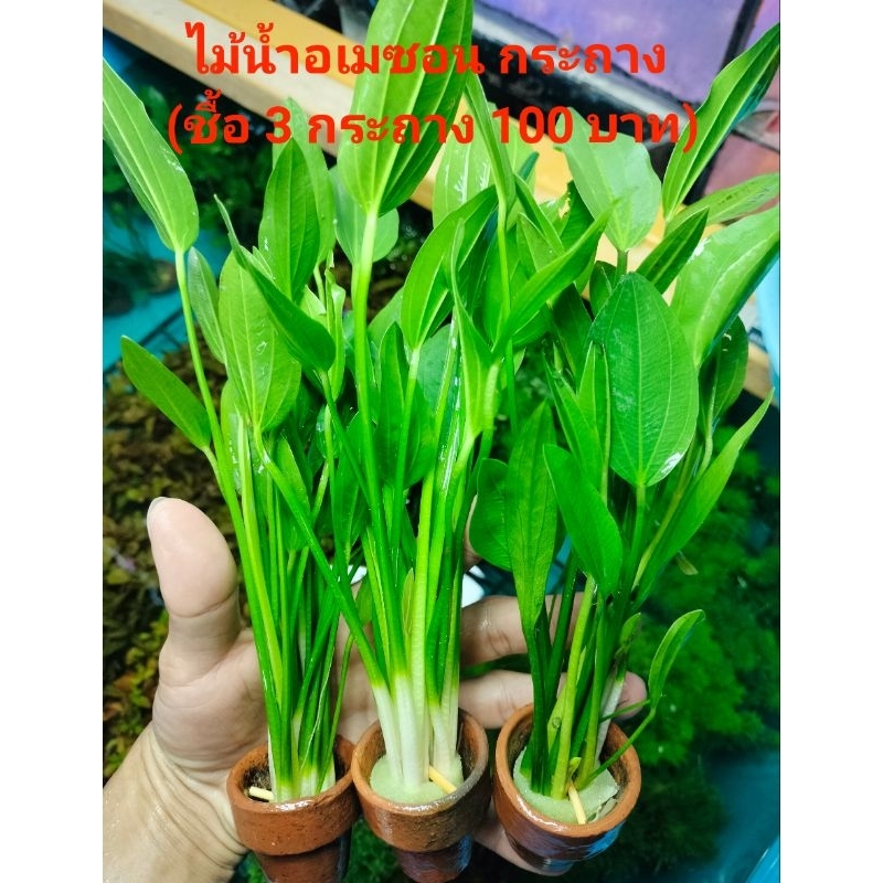 ไม้น้ำอเมซอน กระถาง ( 3 กระถาง 100 บาท)