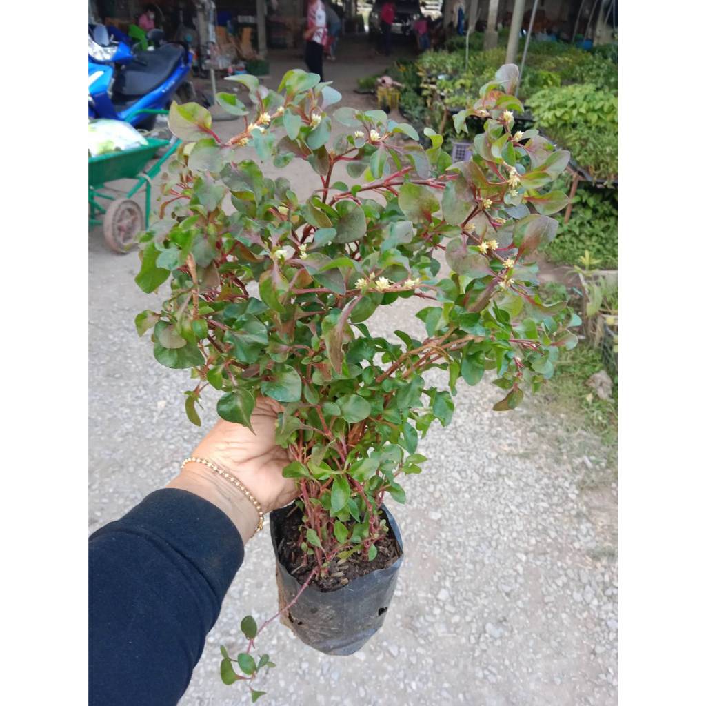 ต้นพันธุ์ วอเตอร์เครส สีแดง  29 บาท  red  watercress สลัดน้ำ ต้นวอเตอร์เครสแดง