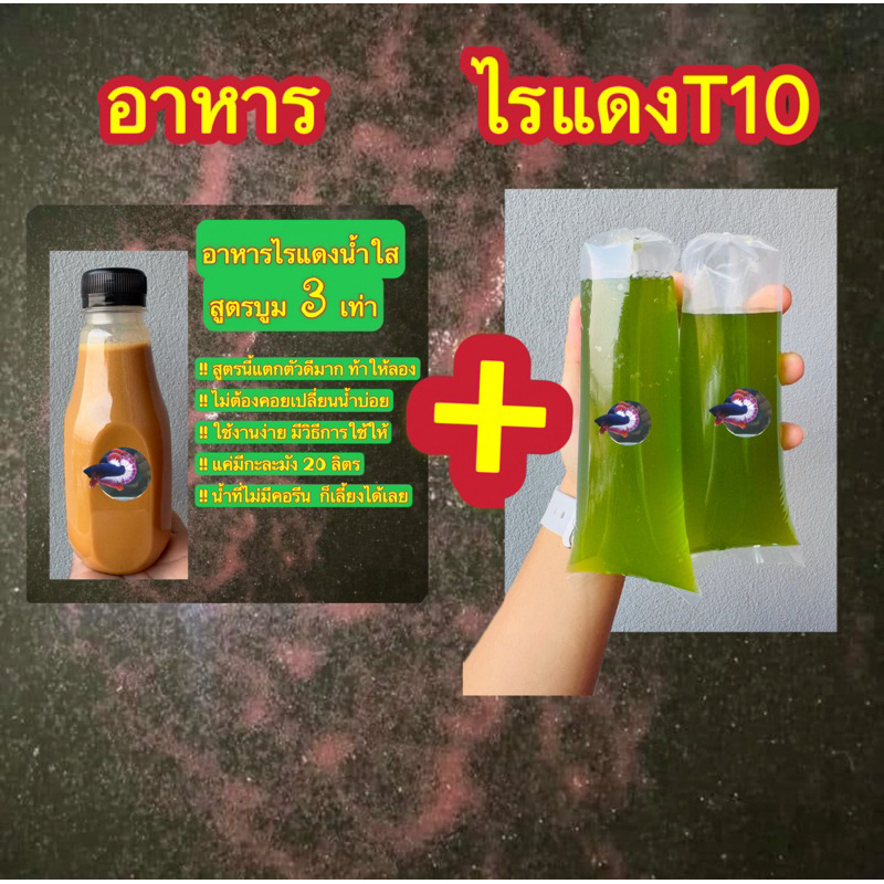 ชุดเพาะไรแดงน้ำใส สูตรบูม 3 เท่า แถมฟรีพันธุ์ไรแดง 2 ถุง ไรแดงT10