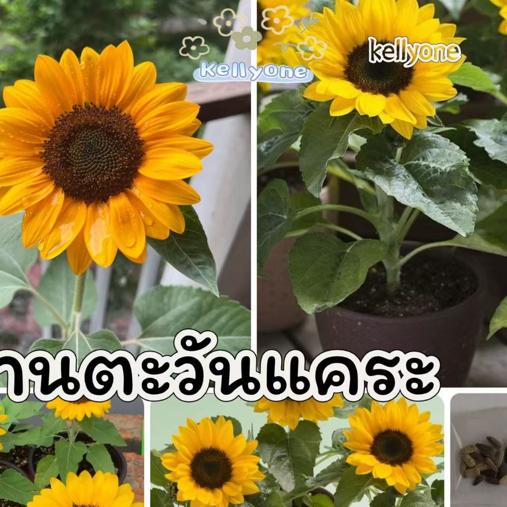 เมล็ด ทานตะวันแคระ 25+ เมล็ด สีสวย งอกดี โตเร็ว