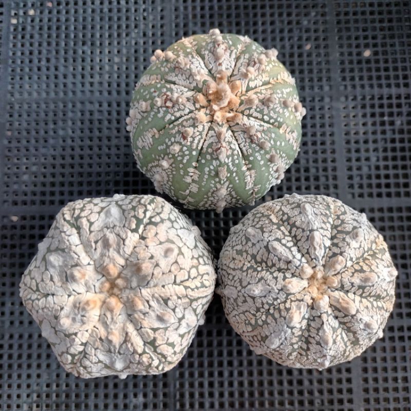 3 ต้น แอสโตร ซุปเปอร์ คาโบโต๊ะ Astrophytum เป็นไม้มีรอย มีตำหนิรอยแตกที่โคนต้น
