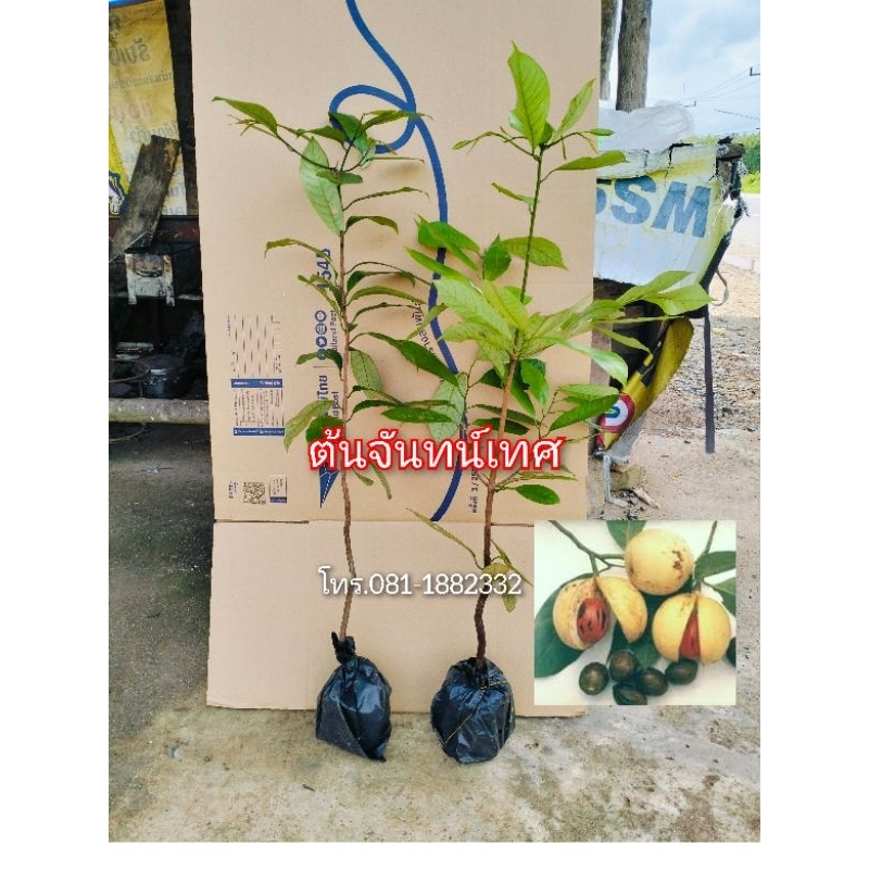 ต้นจันทน์เทศ ต้นสูง70-80ซม. ส่งกับลังยาว1เมตร