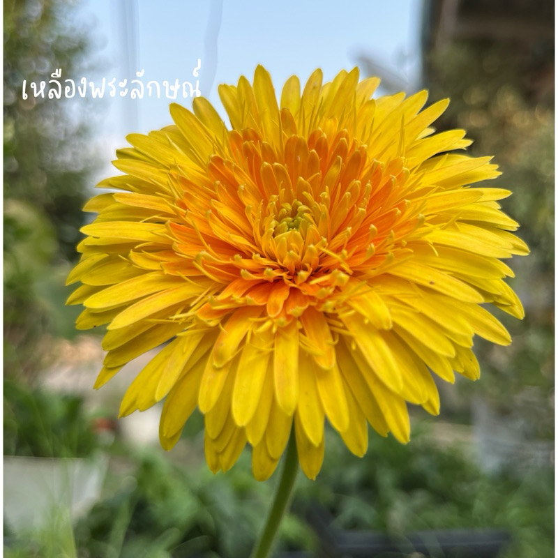 #เยอบีร่าพันธุ์ไทยสีเหลืองกระถาง 8“ ชื่อ #เหลืองพระลักษณ์