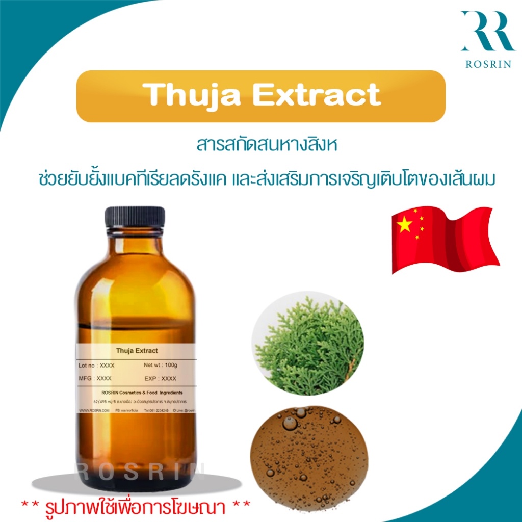 Thuja Extract /3E066 - สารสกัดสนหางสิงห์ ช่วยยับยั้งแบคทีเรียลดรังแค และส่งเสริมการเจริญเติบโตของเส้นผม 50g-100g