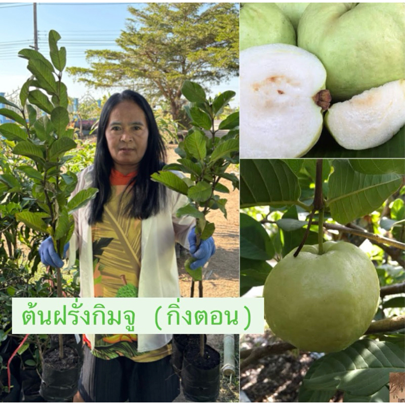 ต้นฝรั่งกิมจู(กิ่งตอน)ติดลูกไว ความสูง 50-60 เซนติเมตร พร้อมส่ง