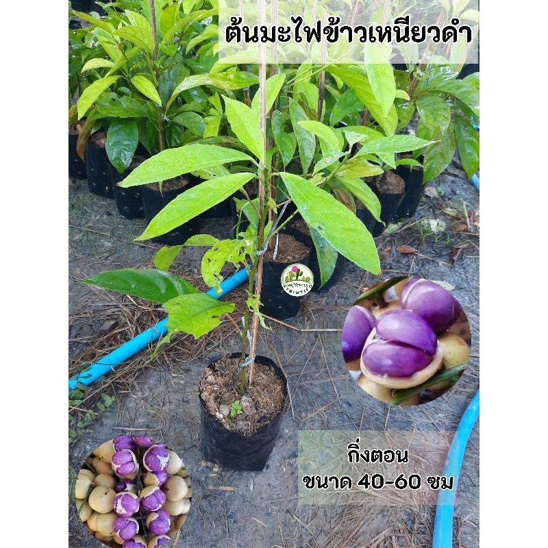 ต้นมะไฟข้าวเหนียวดำ มะไฟข้าวเหนียวดำ