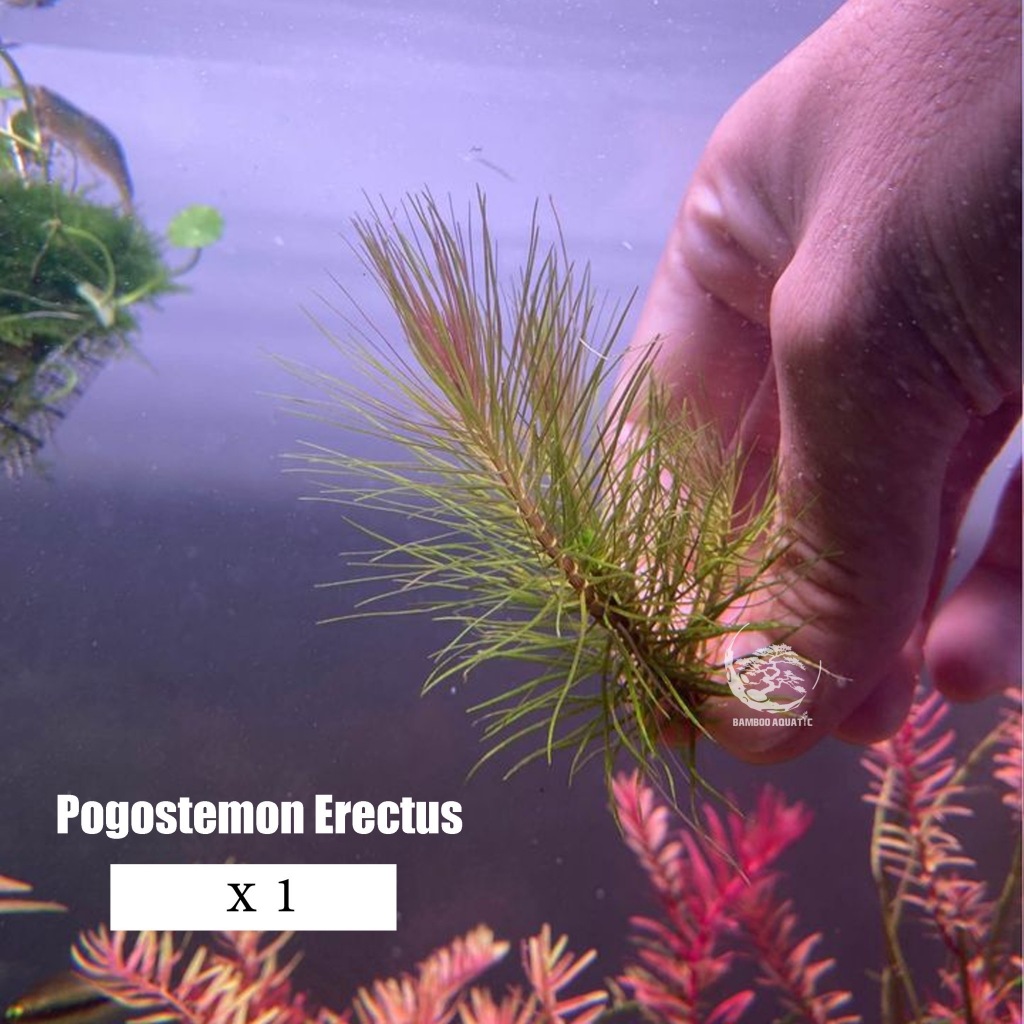 Pogostemon Erectus อุสแคระ เขียวๆเหมือนแค้คตัส