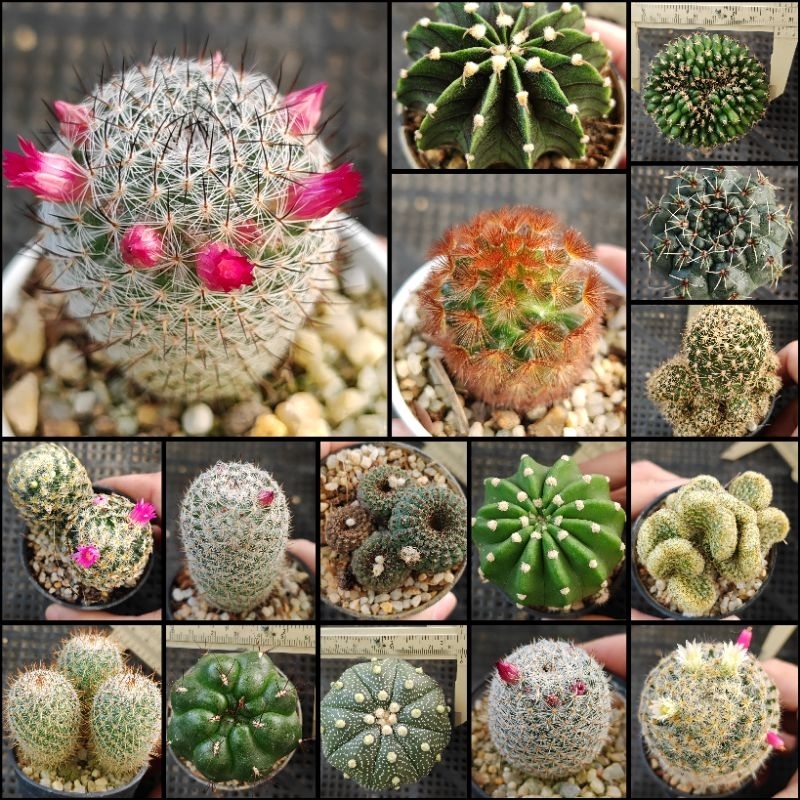 กระบองเพชร​🌵ไม้ตะมุตะมิ​ MIX4