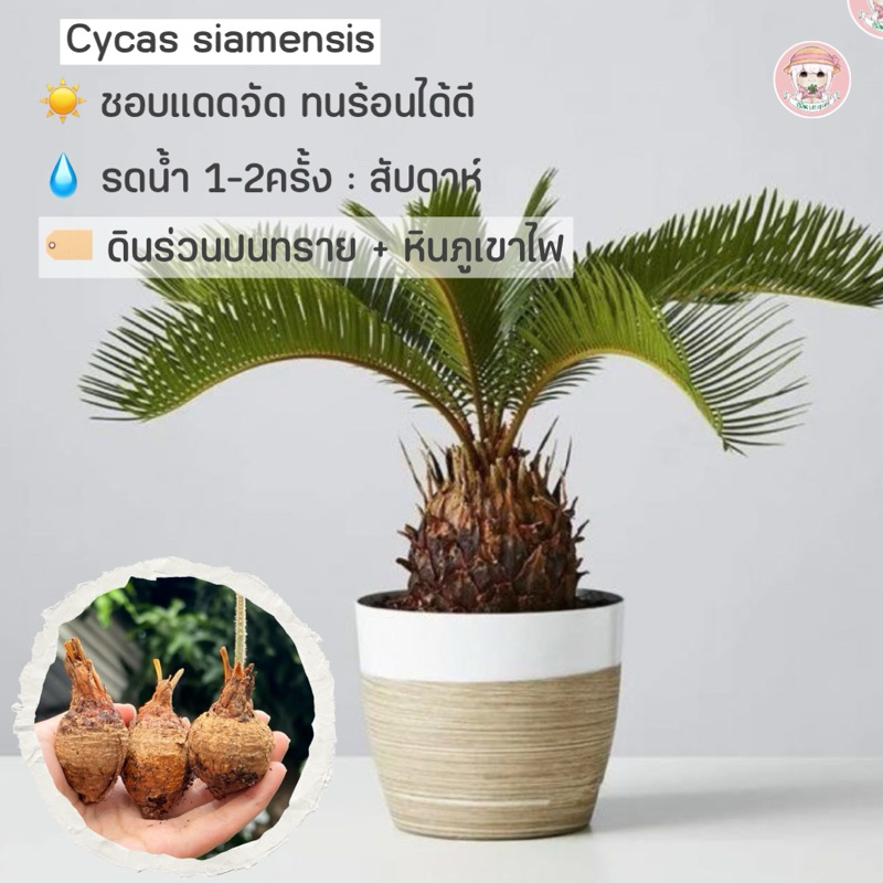 ต้นปรงโคก 《 Cycas siamensis 》ปรงไม้ประดับหายาก เสริมสิริมงคล หน้าที่การงานรุ่งเรือง