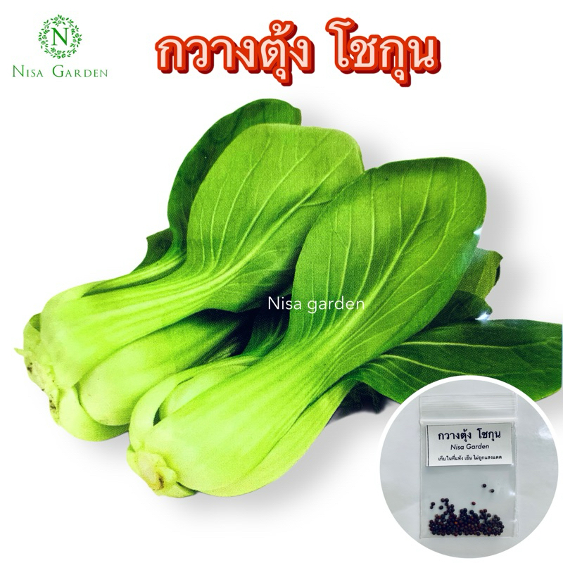 Nisa Garden กวางตุ้ง โชกุน  ต้นใหญ่ น้ำหนักดี ปลูกง่าย ทนทุกสภาพอากาศ 🔥(ซื้อ 5 ฟรี 1 )🔥