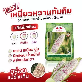 ใหม่ล่าสุด!! เมล็ดพันธุ์ข้าวโพด ข้าวเหนียว หวานชมพู F1 ตรา ศรแดง คัดพิเศษ หวานนุ่มหนึบ 5000 เมล็ด *มีแบ่งขาย*