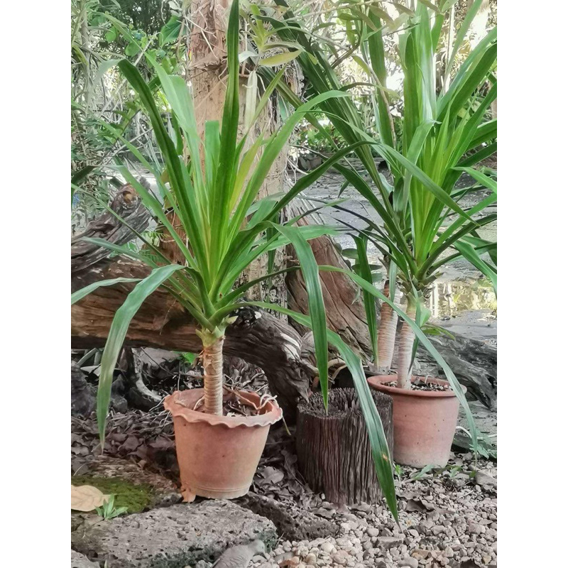 ต้นจันผาเพาะเมล็ดหลายขนาด