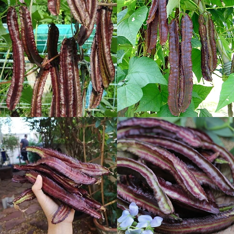 15 เมล็ด เมล็ดถั่วพูฝักม่วง (ปลูกง่าย ออกฝักดก ฝักใหญ่สีม่วง รสชาติหวานกรอบอร่อย อายุเก็บเกี่ยว 70 วัน) ราคา ถูกที่สุด ดีลบีเคเค