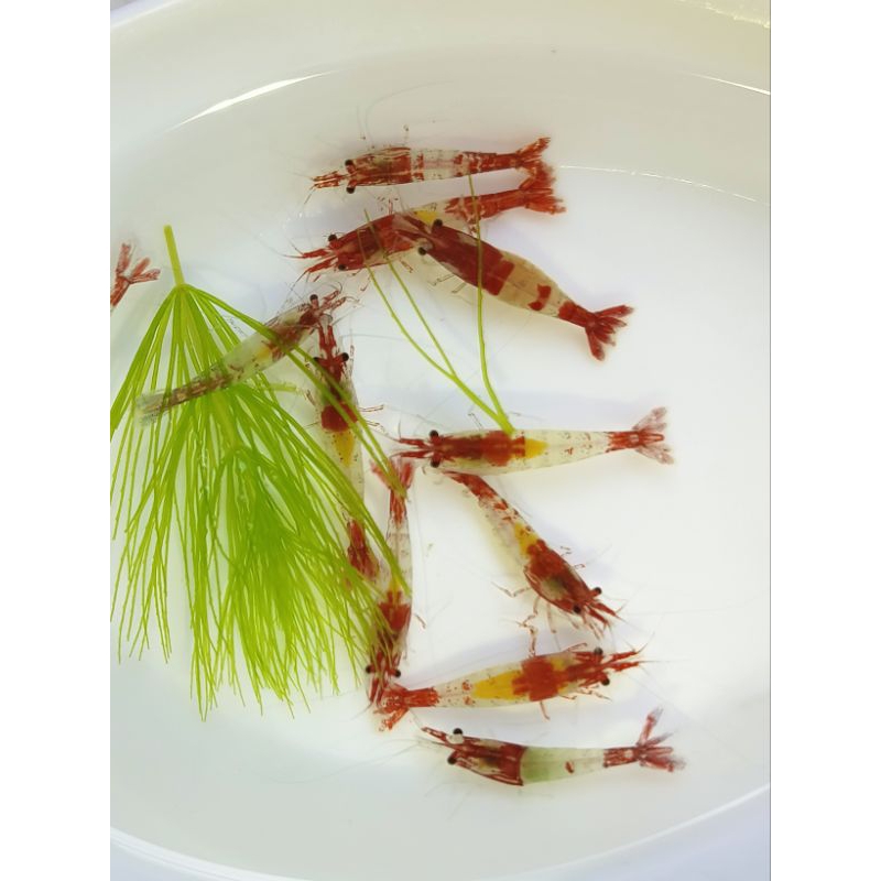 กุ้งแคระ อาหารทะเล ซูชิแดง ขั้นต่ำ 5 ตัว 10 แถม 2 ตัว