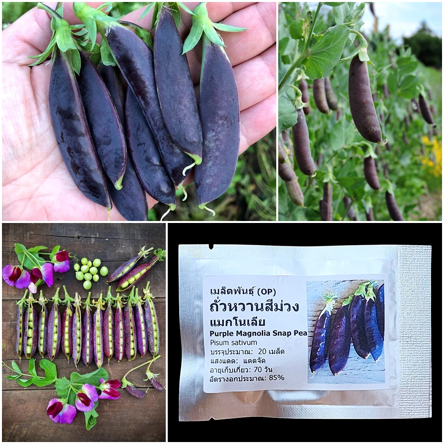 เมล็ดพันธุ์ ถั่วหวานสีม่วง, ถั่วลันเตาหวานสีม่วง Purple Magnolia Snap Pea Seed 20 เมล็ด คุณภาพดี ของแท้ 100%