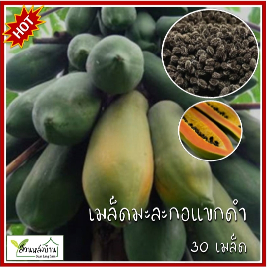 30 เมล็ด มะละกอแขกดำ เมล็ดมะละกอแขกดำ มะละกอ เมล็ดมะละกอ
