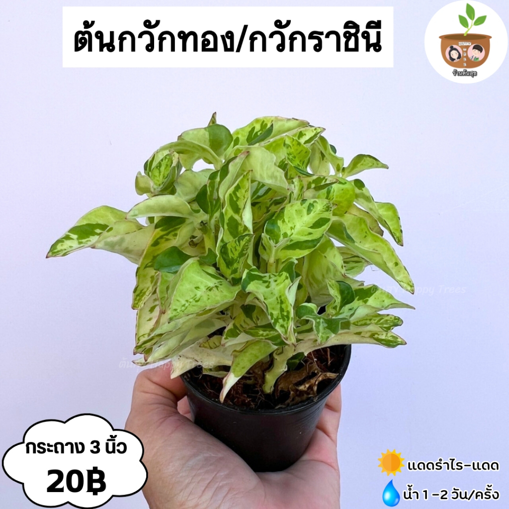 ต้นกวักทอง/กวักราชินี จัดส่ง 2 ต้นขึ้นไป
