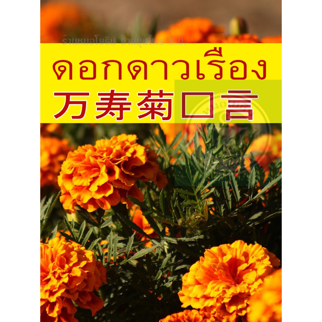 สูตรจักษุ 1 ดอกดาวเรือง 万寿菊语言 สมุนไพรแห้ง 150 กรัม