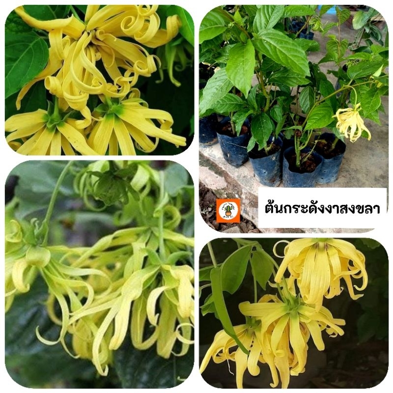 ต้นกระดังงาสงขลา กระดังงาสงขลา กระดังงา