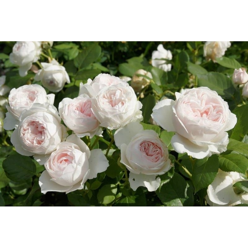 เฮอโซกิ้นคริสตินา(HerzoginChrirtianaRose)กุหลาบเยอรมันสีขาวอมชมพูหนามน้อยทรงพุ่มกึ่งเลื้อยดอกใหญ่ทรงถ้วยกลิ่นหอม