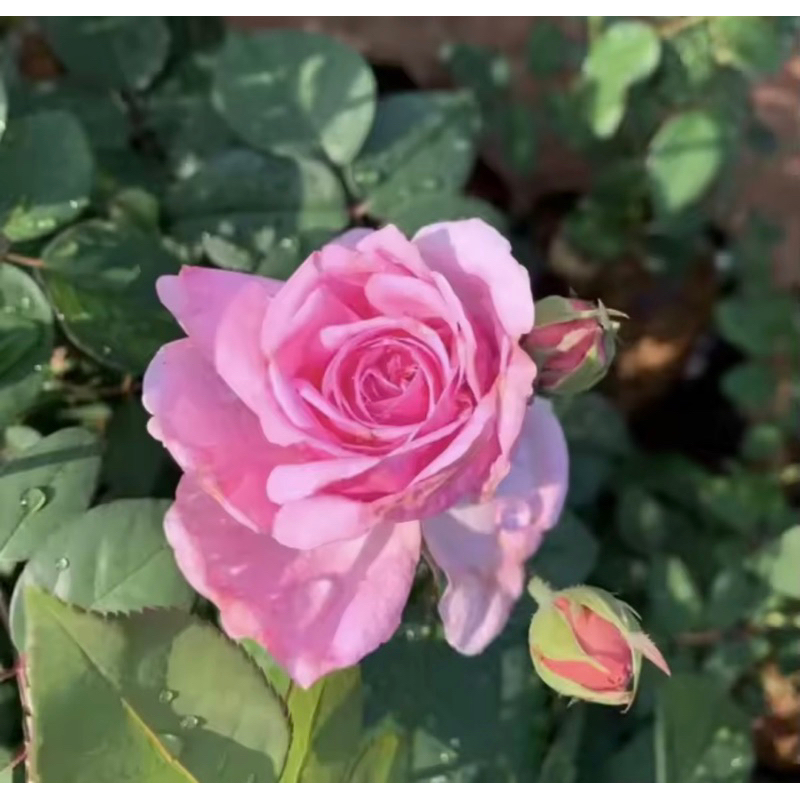 ต้นกุหลาบสีชมพู ดอกใหญ่ สูง 35-60 ซม. ถุง6นิ้ว  สวยมากๆ ความหมายของดอกกุหลาบสีชมพูคือ การชื่นชนและการเชิดชูบูชา