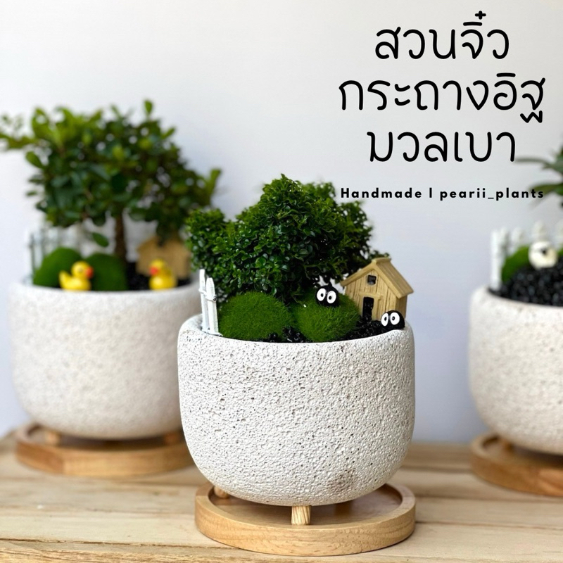 (เลือกพันธุ์ต้นไม้ได้) ต้นไม้จริง+ตุ๊กตาจัดสวน ต้นไม้มงคลกระถางอิฐมวลเบา+จานรองไม้ 11*11*8cm มีบ้านตุ๊กตา แก้ว หูกระจง