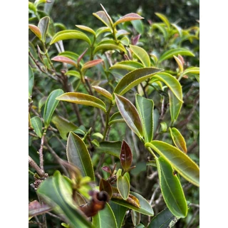 ชามรกต 4 ฤดู Four Season Emerald Oolong Tea ชาอู่หลง ชา4ฤดู เบอร์ 21 - ตรา ชาไทยมรกต ใบชาโชคจำเริญ