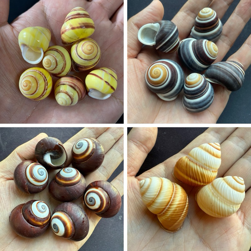 เปลือกหอยทากบกวงแหวนสีน้ำตาล LAND SNIAL SHELL สำหรับตู้ปลาและตกแต่ง 2-3cm