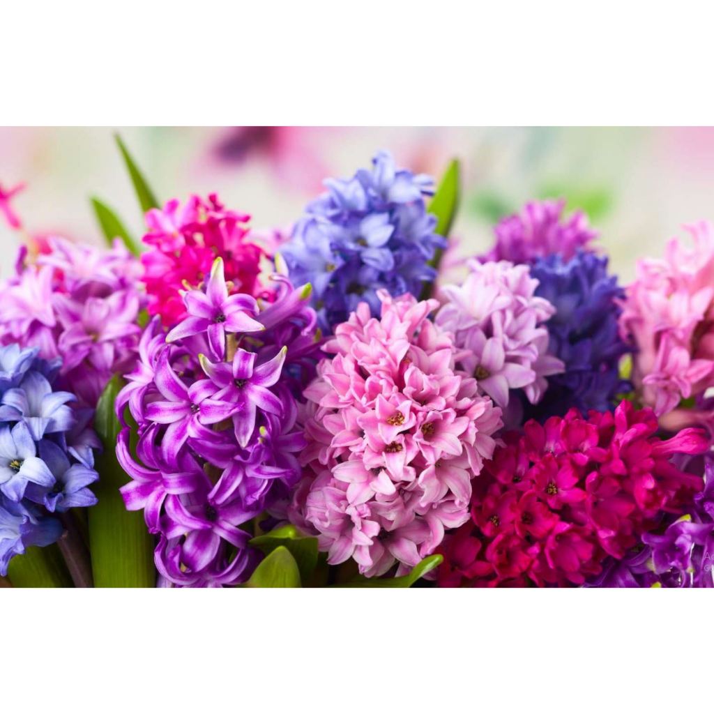 หัวน้ำหอม กลิ่น Hyacinth 005410