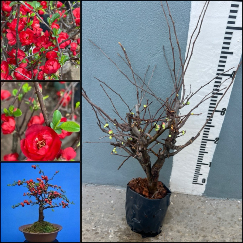 ควินซ์สีแดง(Chinese Quince) บอนไซด์ เป็นต้นเสียบยอดนะคะอายุประมาณ 5 ปี