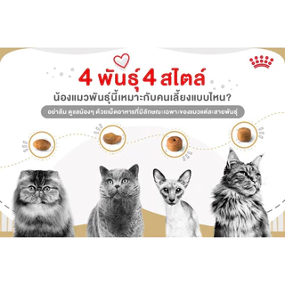 [1โหล] ROYAL CANIN อาหารเปียก เพาซ์ สำหรับแมว [1โหล]